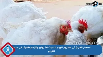 أسعار الفراخ في مطروح اليوم السبت 26 يوليو وتراجع طفيف في سعر الكيلو
